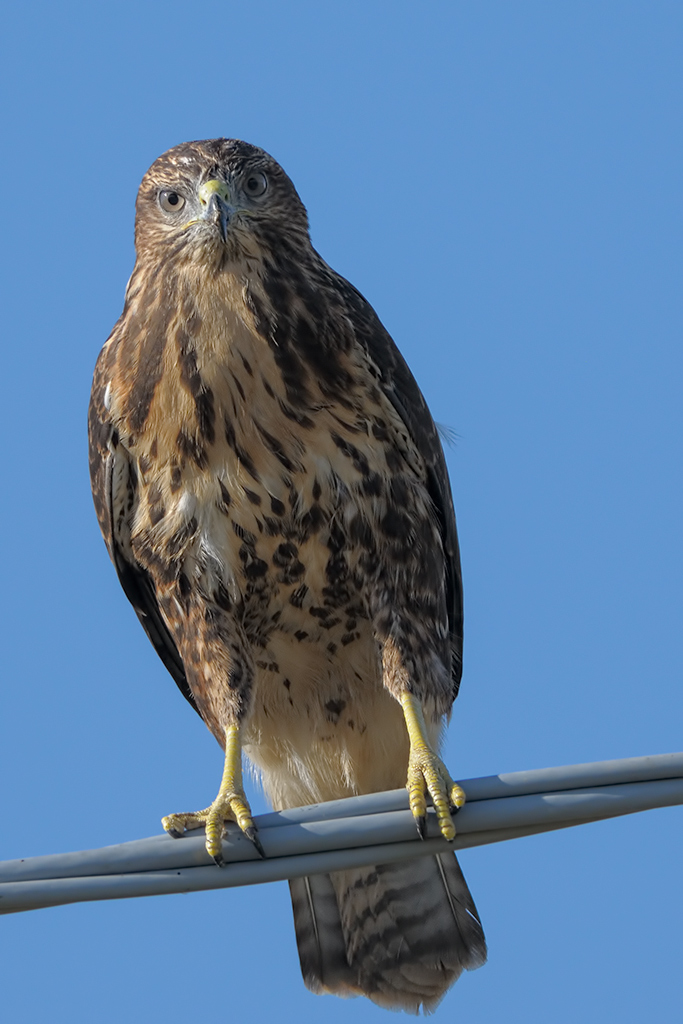 Poiana Buteo buteo